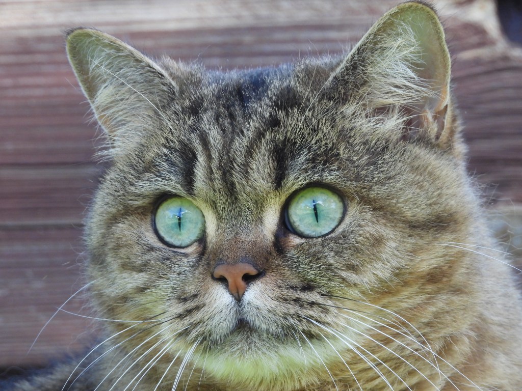 Foto einer braunen Katze